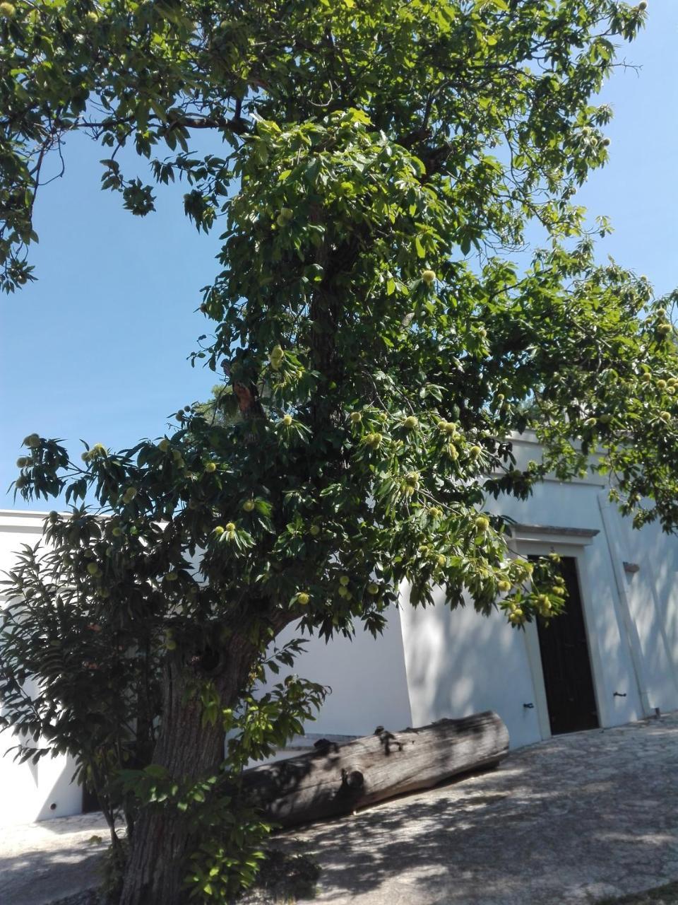 B&B Villa Rosanna Fasano Extérieur photo